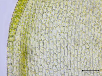 orthotrichum rogeri zellen