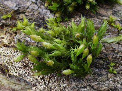 orthotrichum speciosum