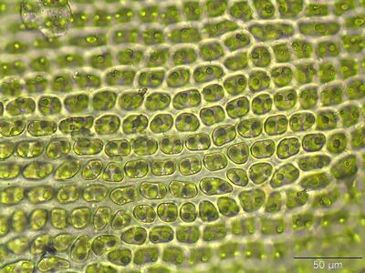 orthotrichum speciosum lamina