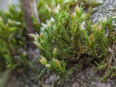 orthotrichum stramineum