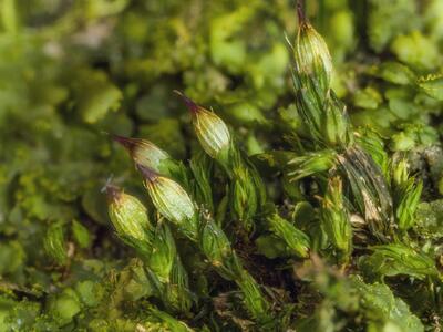 orthotrichum stramineum detail