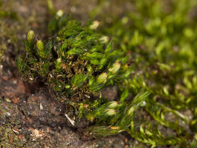 orthotrichum striatum