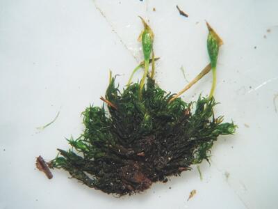 ulota bruchii