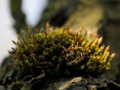 ulota bruchii habitus