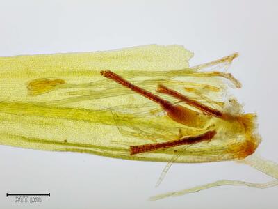 ulota coarctata antheridien gametangien