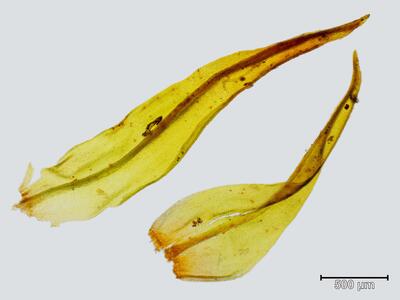 ulota coarctata blatt