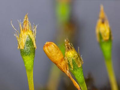 ulota coarctata haube