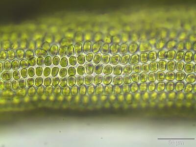 ulota crispa lamina
