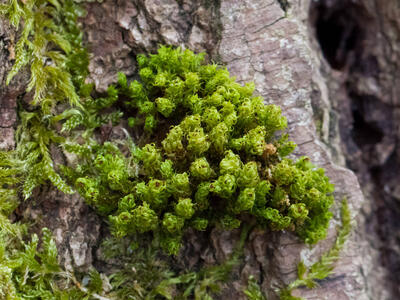 ulota phyllantha