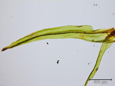 ulota phyllantha blatt