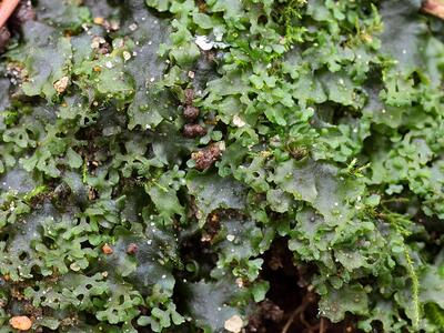 pellia endiviifolia