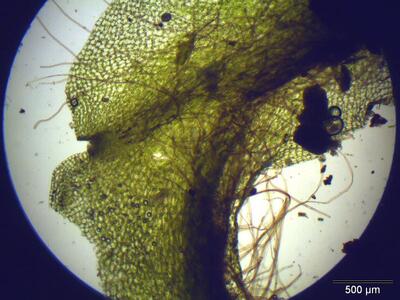 pellia endiviifolia thallus