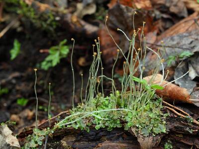 pellia epiphylla sporophyten