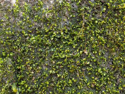 pedinophyllum interruptum 2