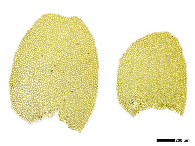 pedinophyllum interruptum 2 flankenblatt