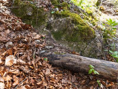 pedinophyllum interruptum 2 habitat