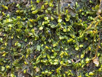 pedinophyllum interruptum 2 habitus