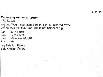 pedinophyllum interruptum 2 herbarbeleg