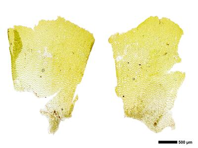 pedinophyllum interruptum 2 perianth