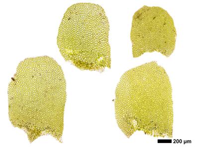 pedinophyllum interruptum frisch flankenblatt