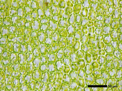 pedinophyllum interruptum frisch flankenblatt blattmitte