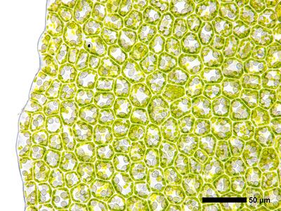 pedinophyllum interruptum frisch flankenblatt blattrand