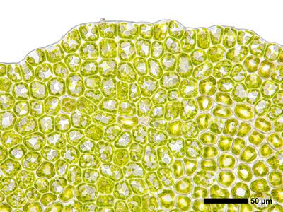 pedinophyllum interruptum frisch flankenblatt blattspitze
