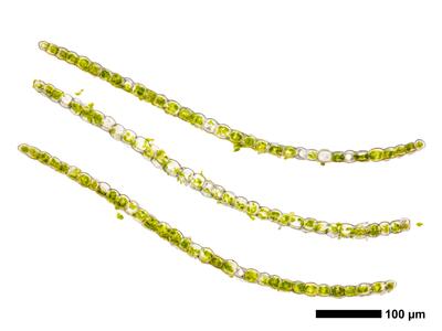 pedinophyllum interruptum frisch flankenblatt quer