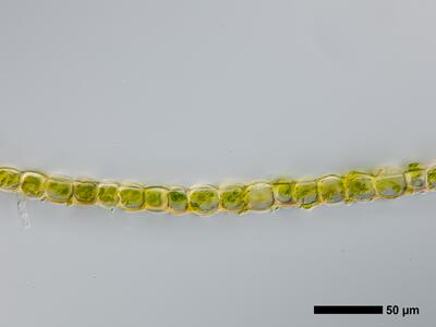 pedinophyllum interruptum frisch flankenblatt quer detail