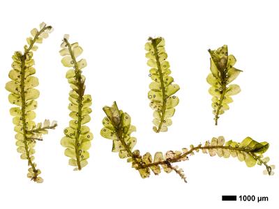 pedinophyllum interruptum frisch habitus oberseite