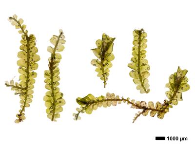 pedinophyllum interruptum frisch habitus unterseite