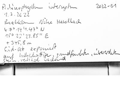 pedinophyllum interruptum frisch herbarbeleg