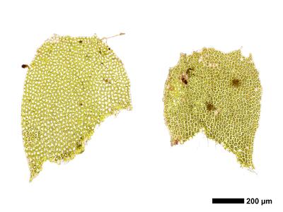 pedinophyllum interruptum frisch perichaetialblatt