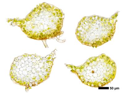 pedinophyllum interruptum frisch stamm quer