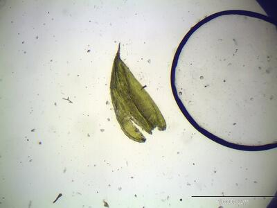 isopterygium elegans blatt