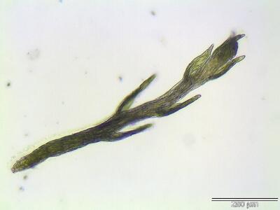 isopterygium elegans flagelle