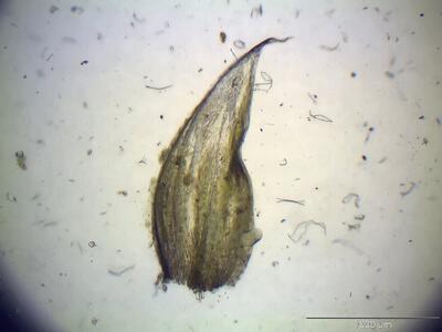 plagiothecium curvifolium blatt