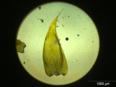sharpiella seligeri blatt
