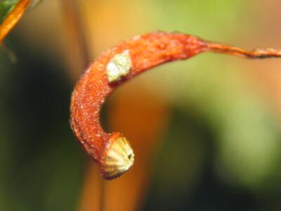 sharpiella seligeri kapsel