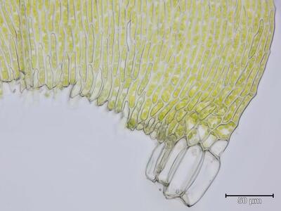 sharpiella striatella blattfluegel