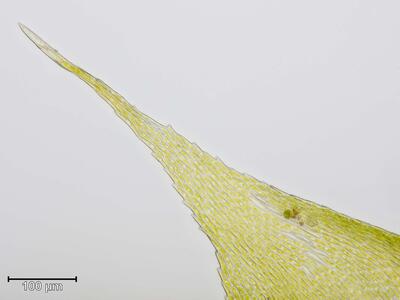 sharpiella striatella blattspitze