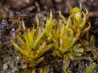 atrichum tenellum