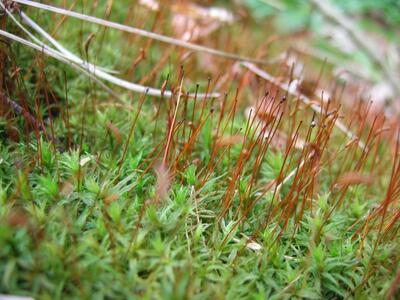 atrichum undulatum sporogonen