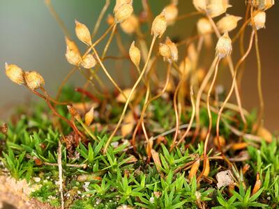 pogonatum nanum