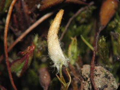 pogonatum urnigerum kalyptra