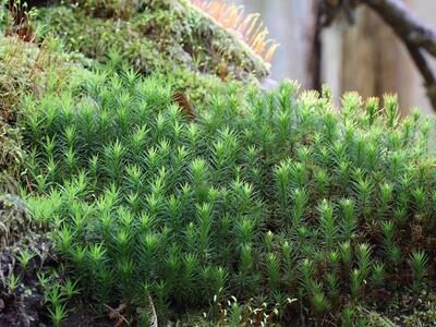 polytrichum formosum