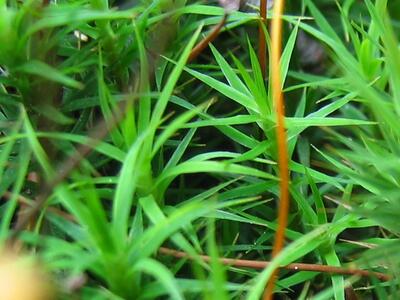 polytrichum formosum detail