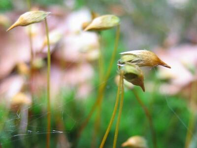 polytrichum formosum sporophyt