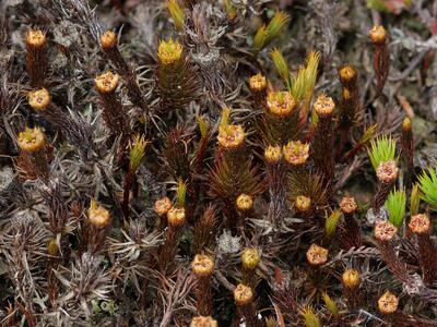 polytrichum juniperinum antheridien