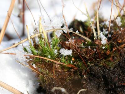 polytrichum longisetum